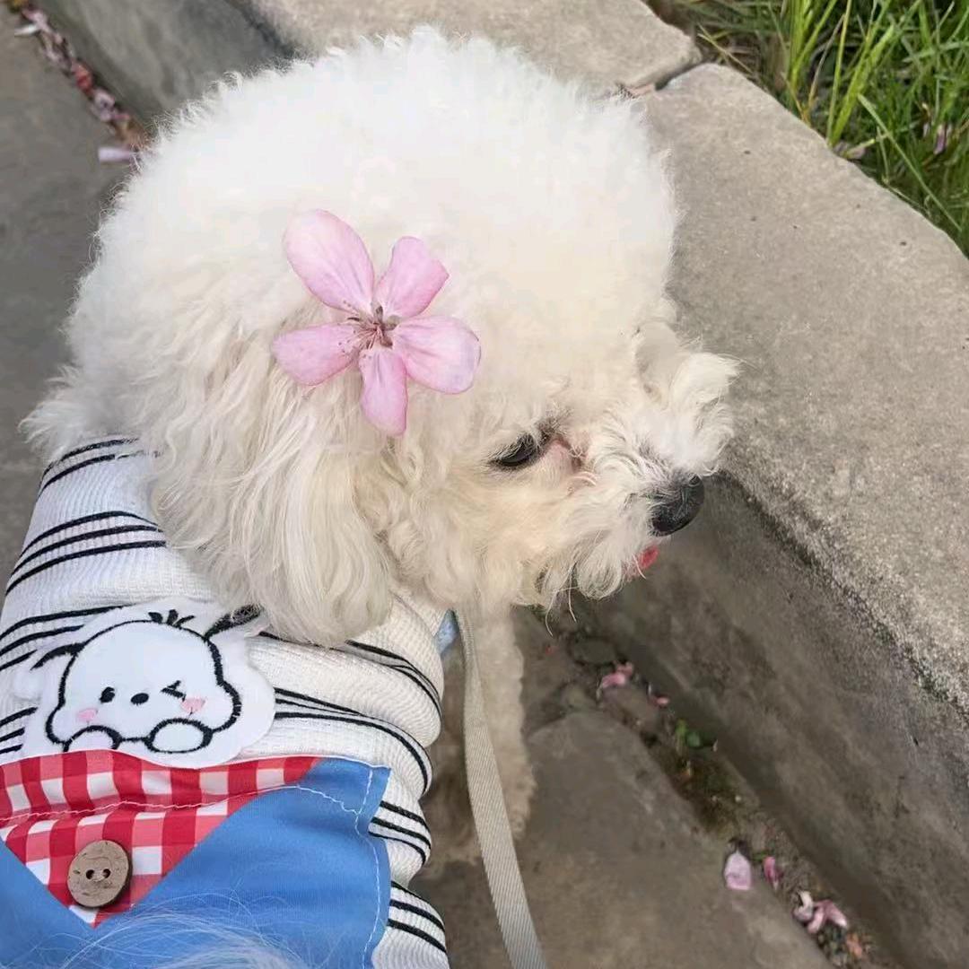暗海扶桑