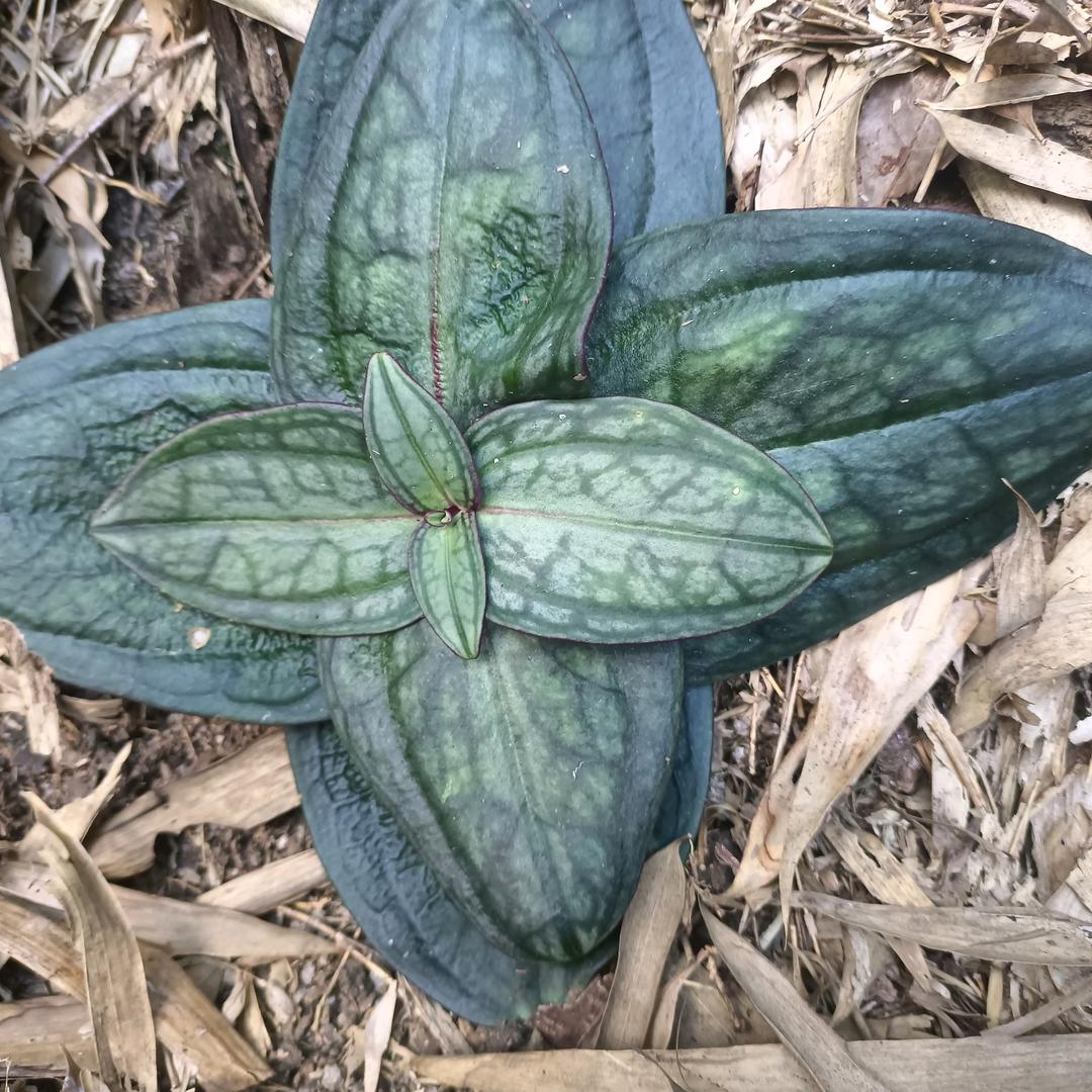 ଙ᭄八零后ଙ᭄冷锋ଙ᭄🗡️心冰ଙ᭄