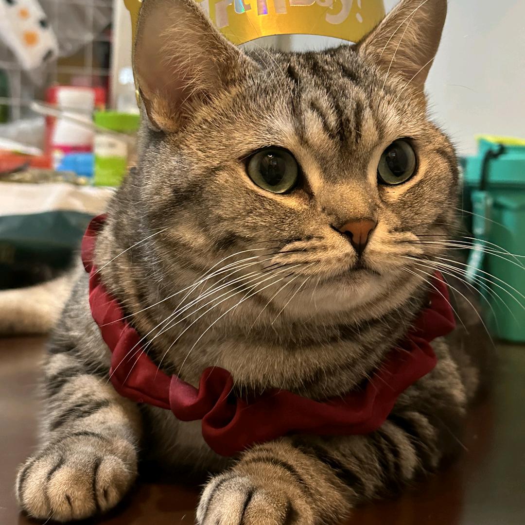 猫猫老师升学规划