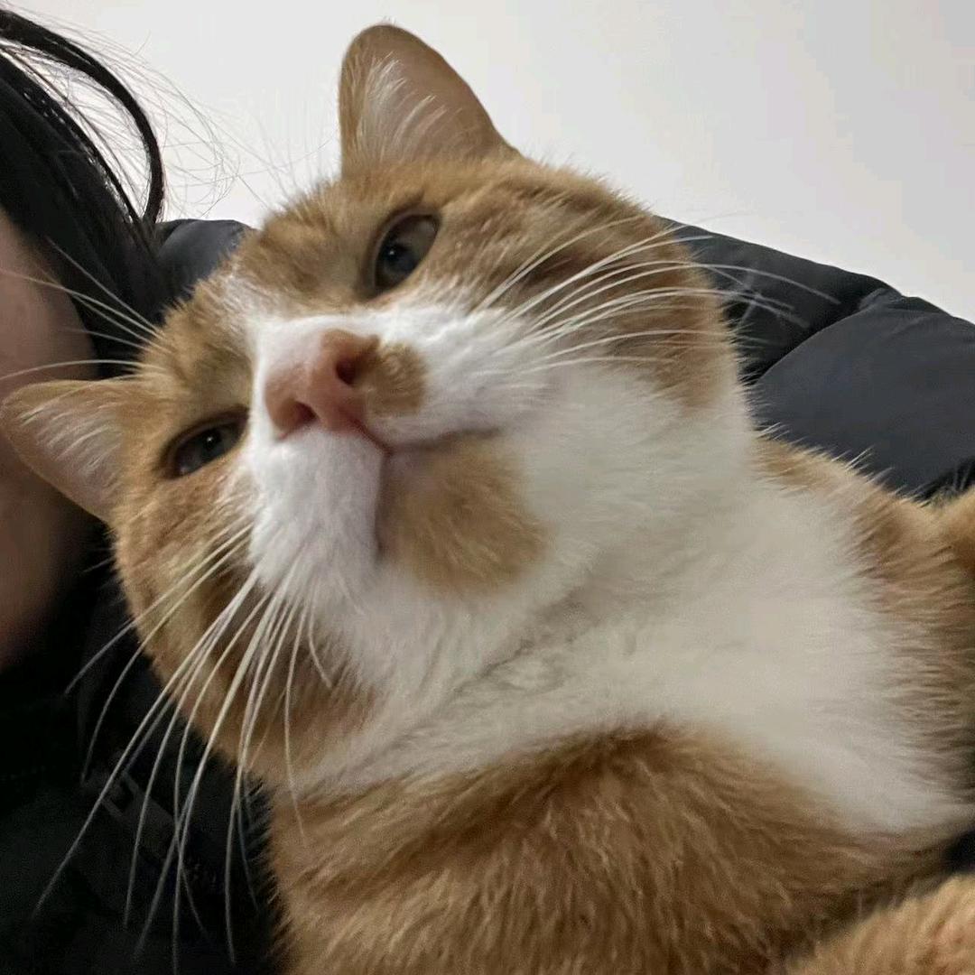 猪毛毛