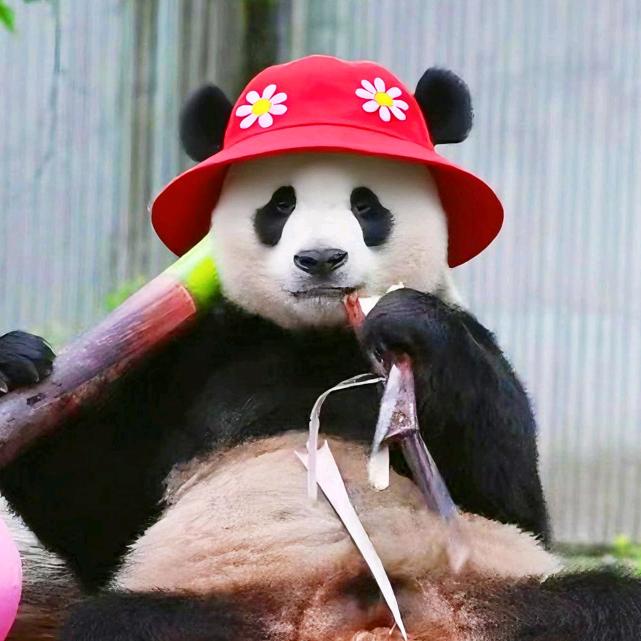 家有萌兔