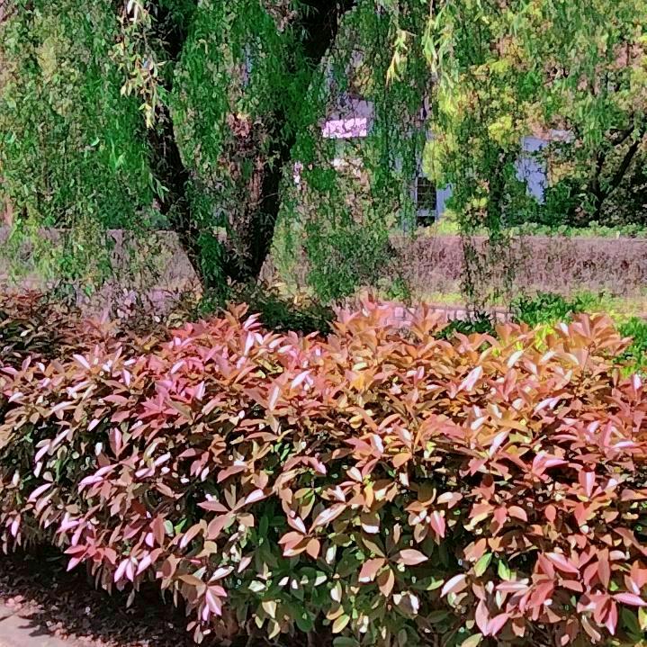布依🌹🌹周梅梅