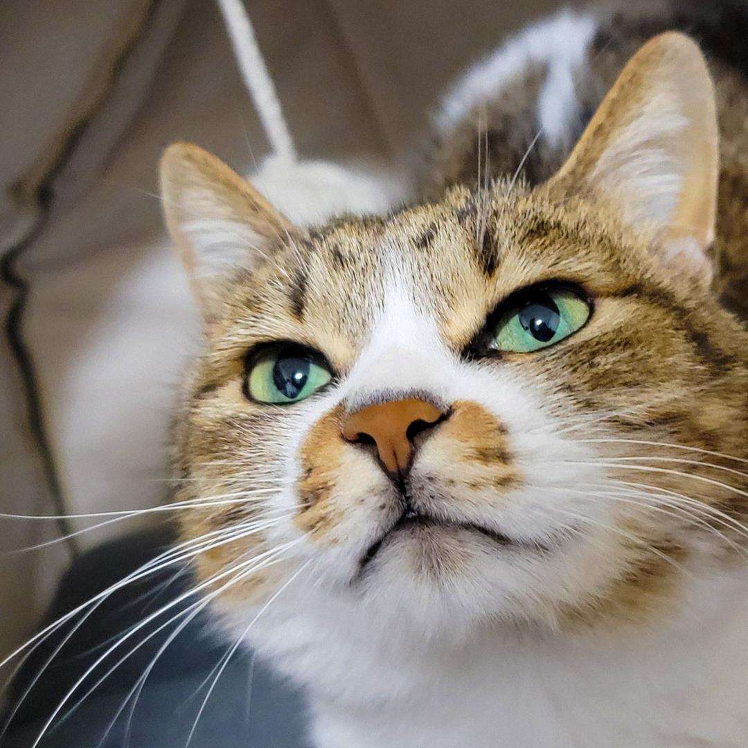 爱草猫