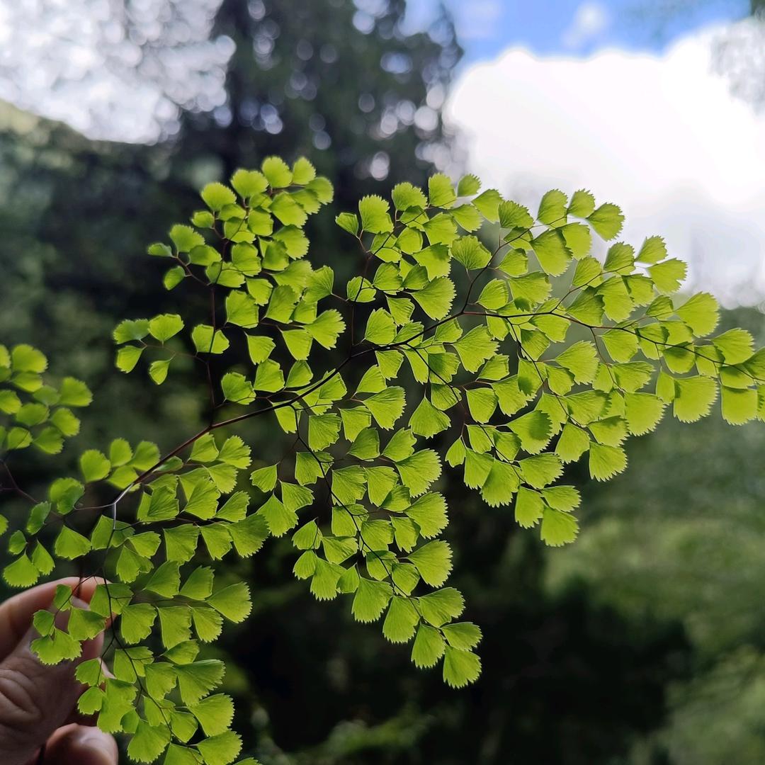 这个大叔爱宠物