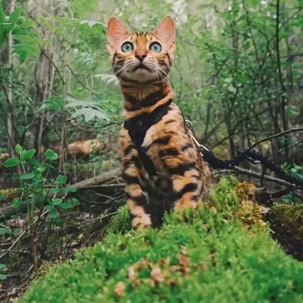 亿明孟加拉豹猫