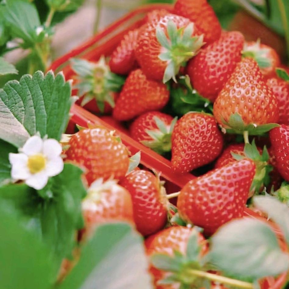 黄岛区贵林草莓采摘园