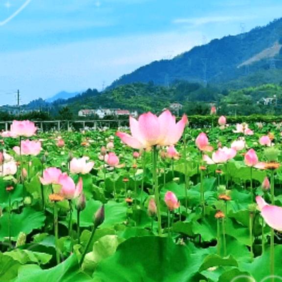 陈小艳