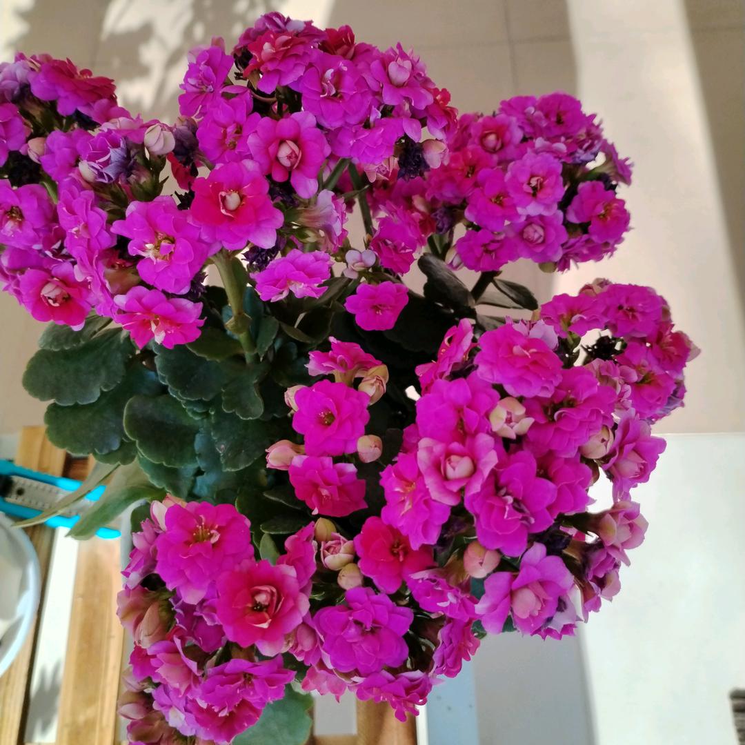 哈尔滨人在庄河