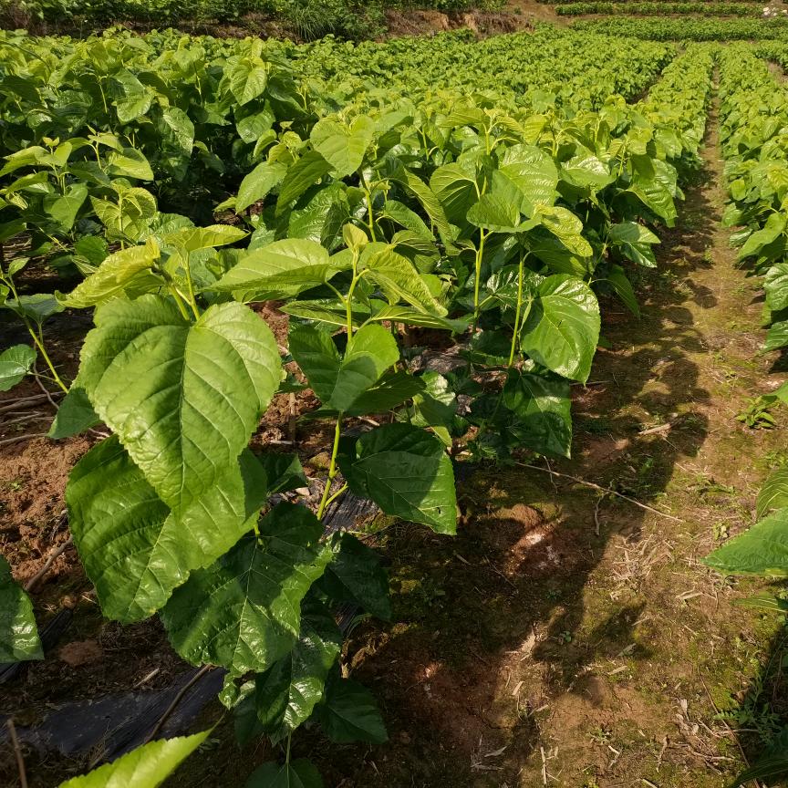 家政人～范阿姨