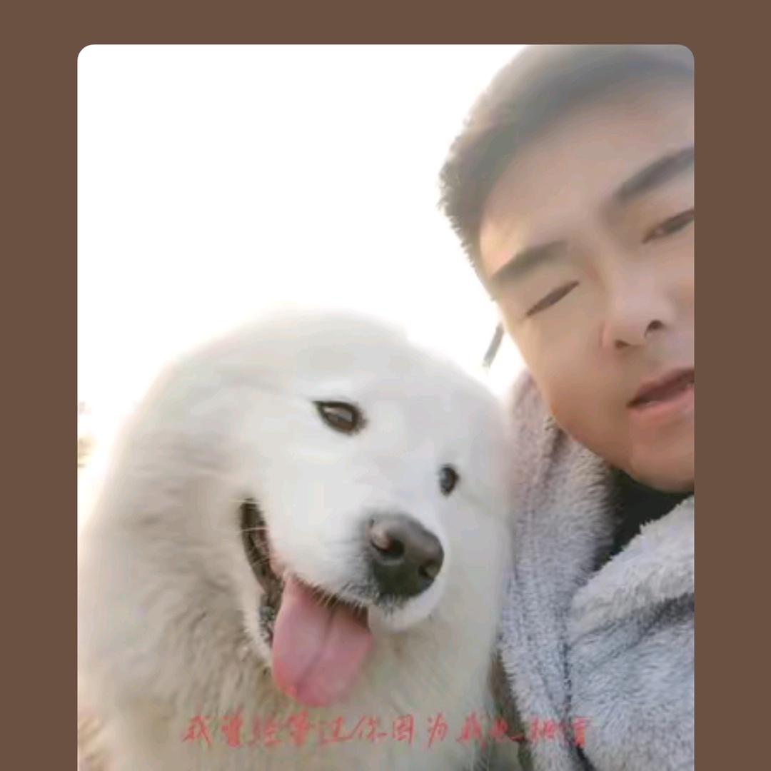 业余养狗爱好者