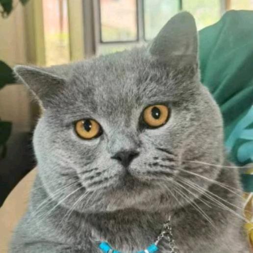 喵喵旺宠物用品