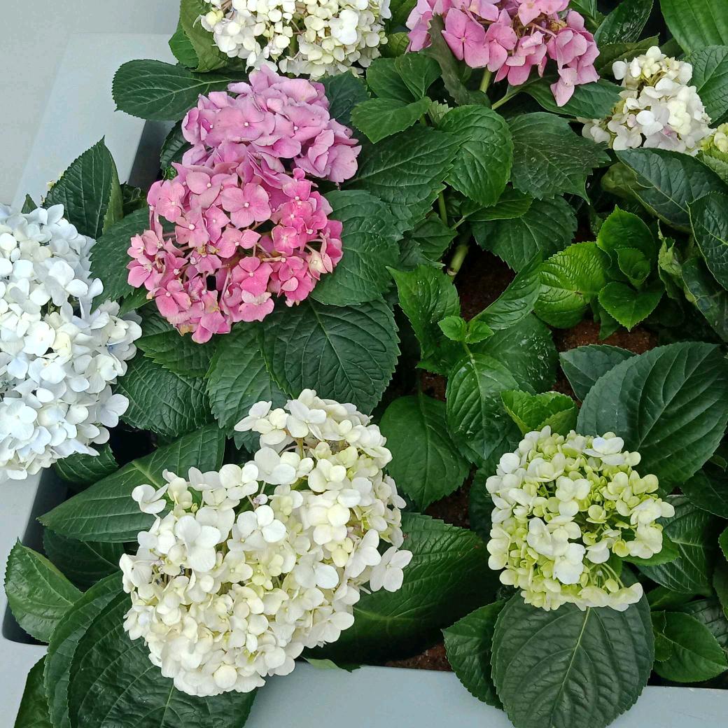 李林