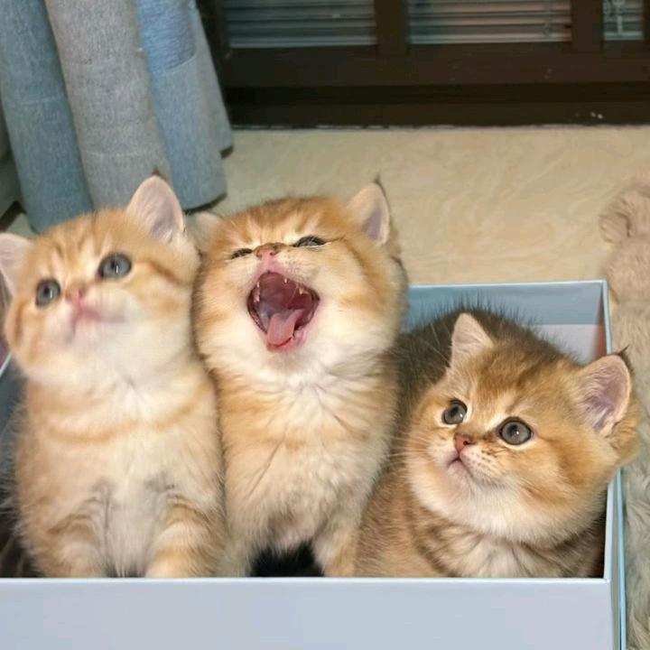 乐在其中，心游物外