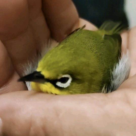 阳扬