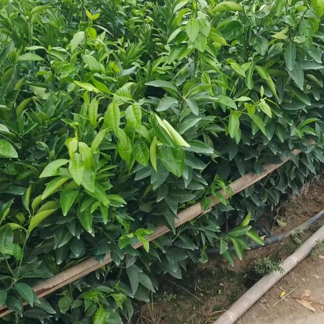 妃多多谷丰果树苗木专卖店