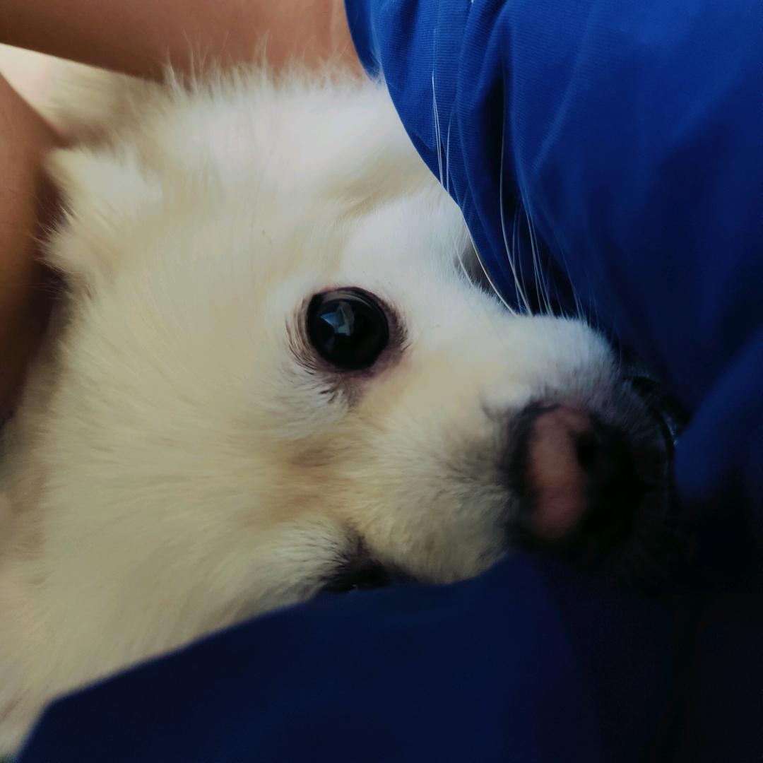 Molly's大榕树