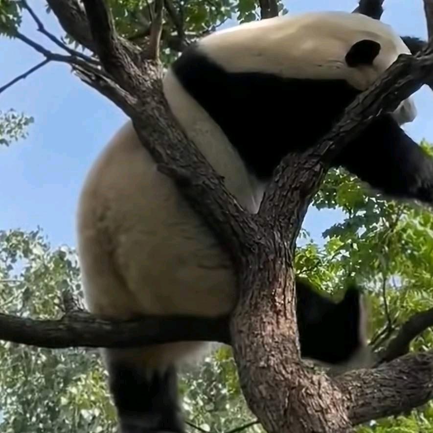 小向向