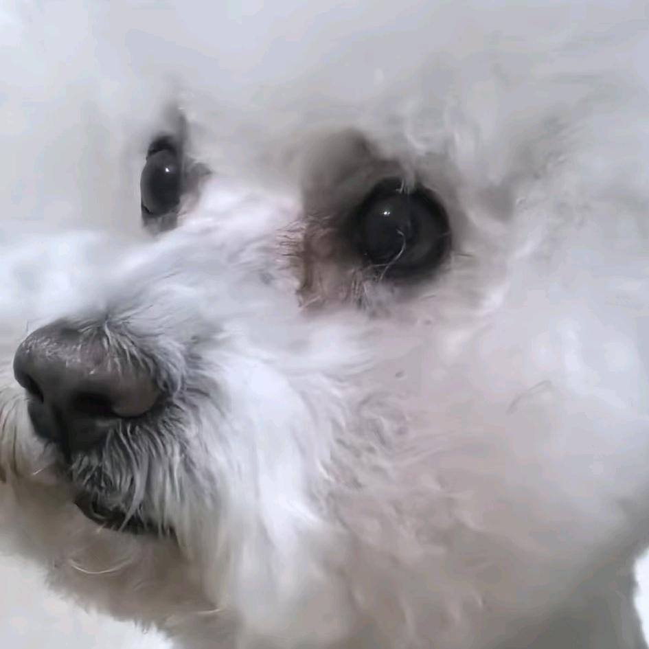猪兔同笼鸭-