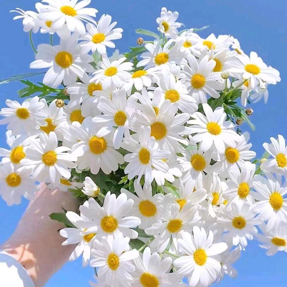 若安好便是晴天