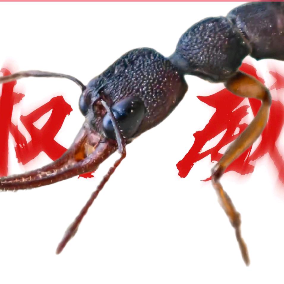 昊昊ants