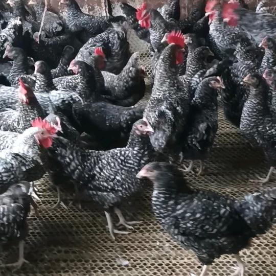 养鸡的张姐