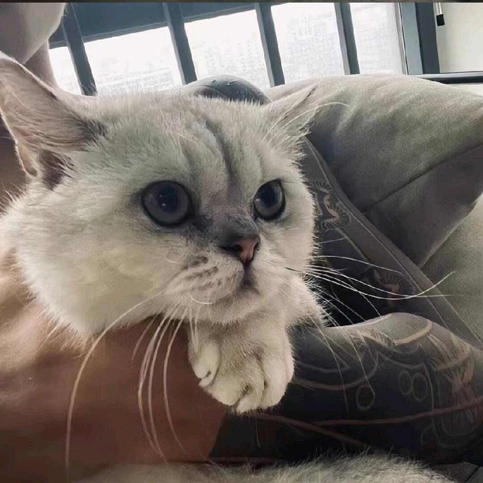 我在就是说你叫，天之翼所以说要填什那。