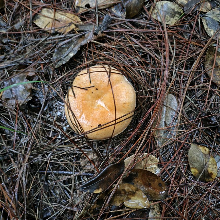 (╯>д波波锅<)╯⁽˙³˙⁾