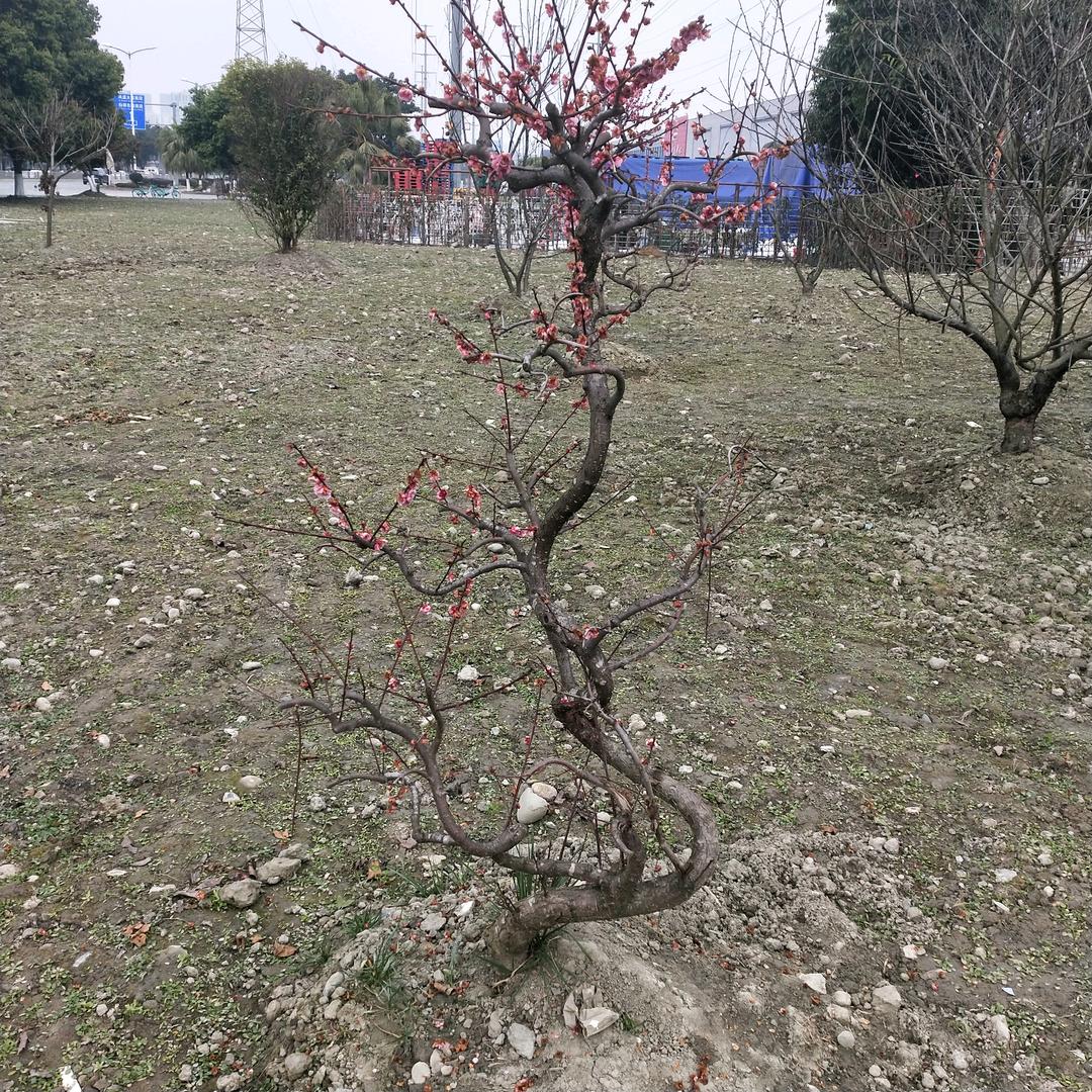 唐宋无书头像