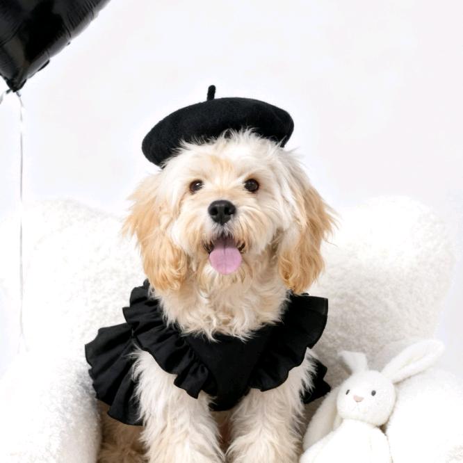 可卡布柚子小姐