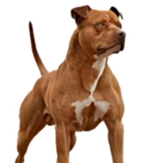 郸城比特犬