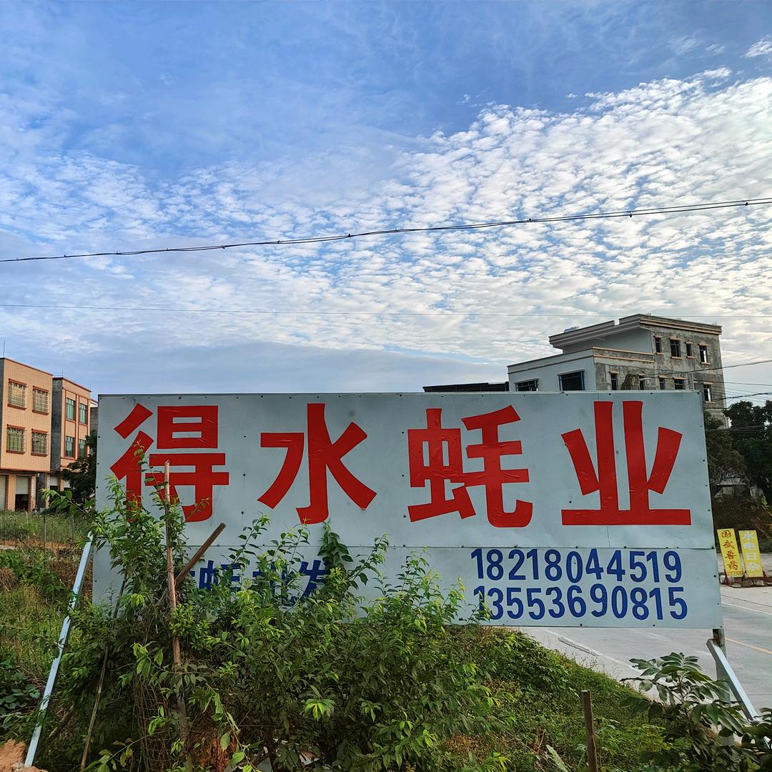 茂名生蚝批发·得水蚝业