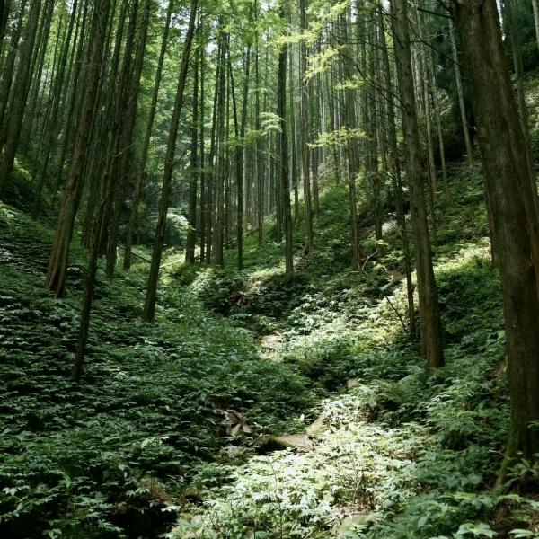 从你的世界路过。