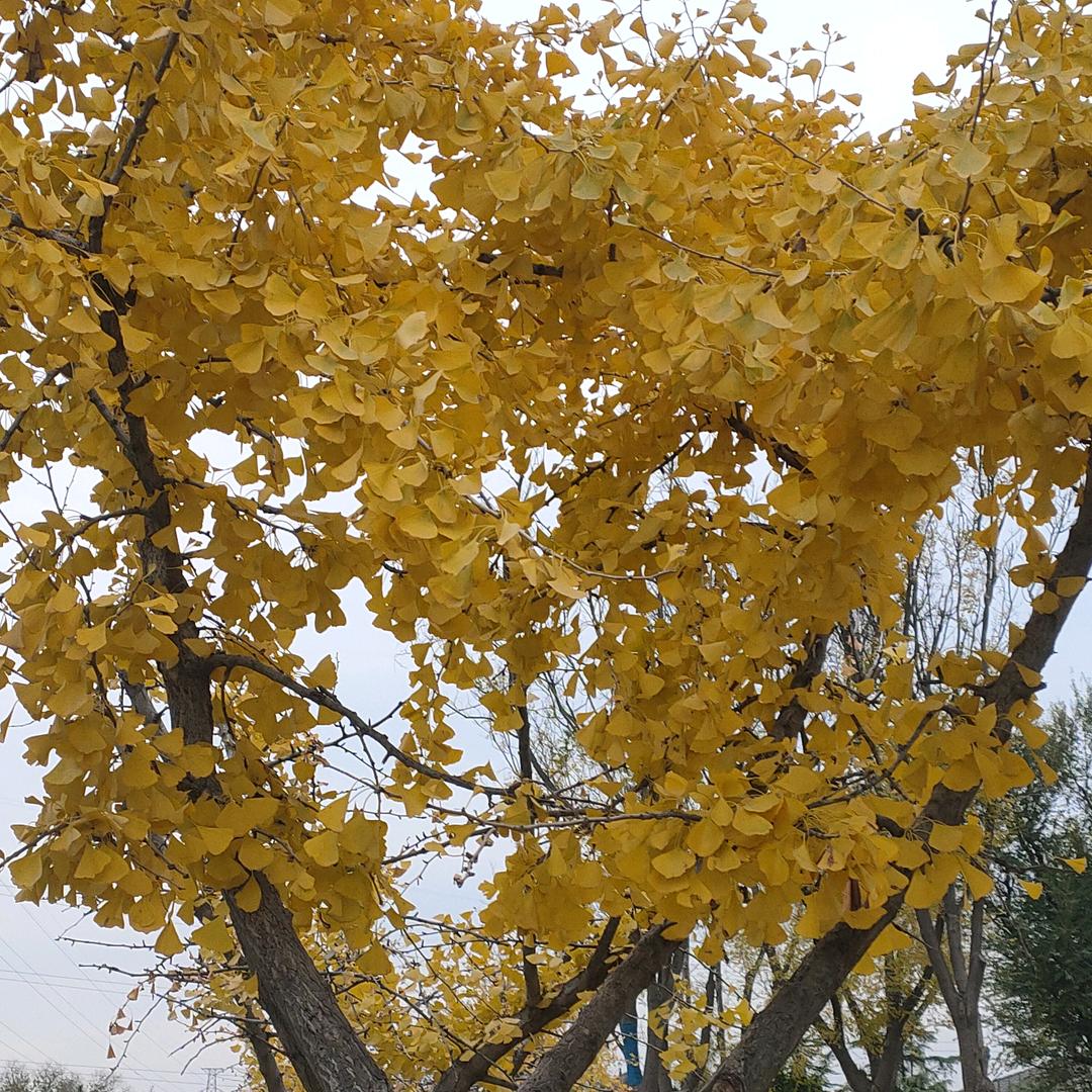 小小