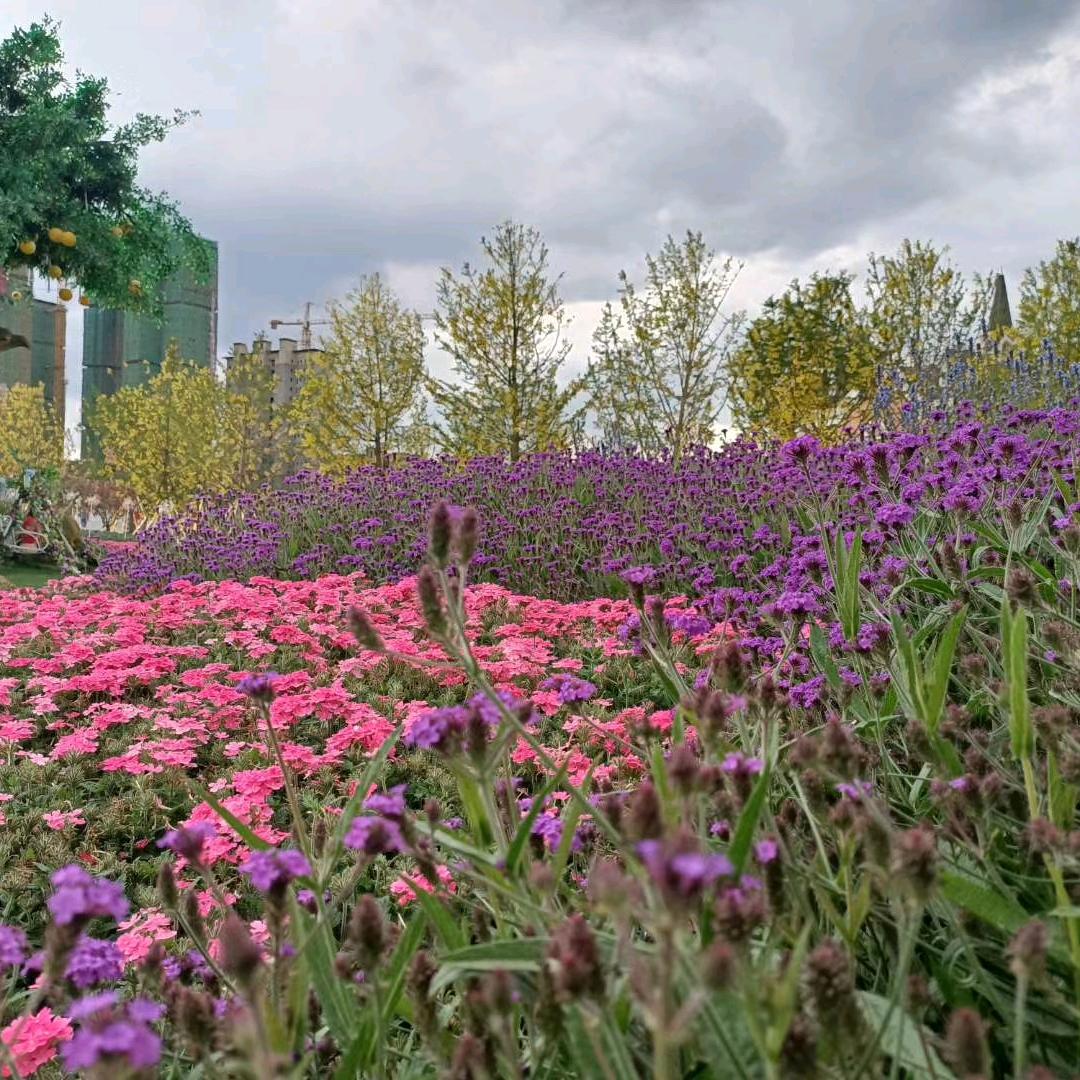 沫沫