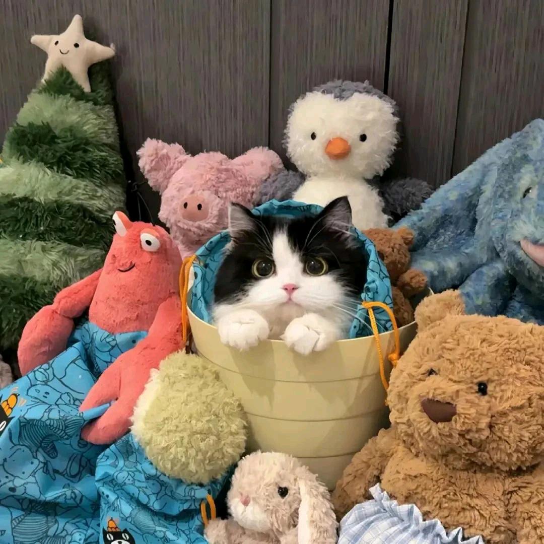 晴天熊