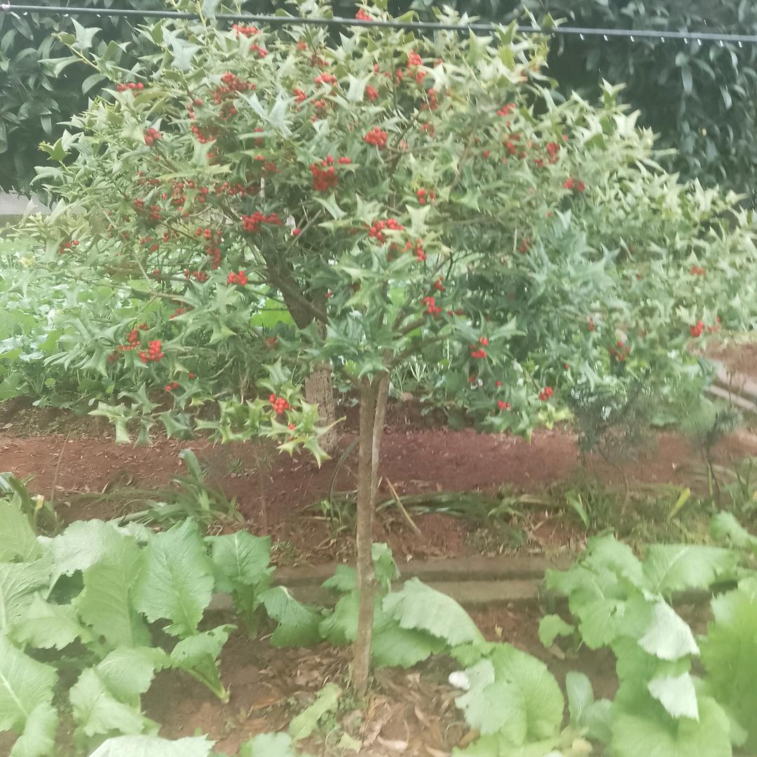 俩个女孩的妈妈