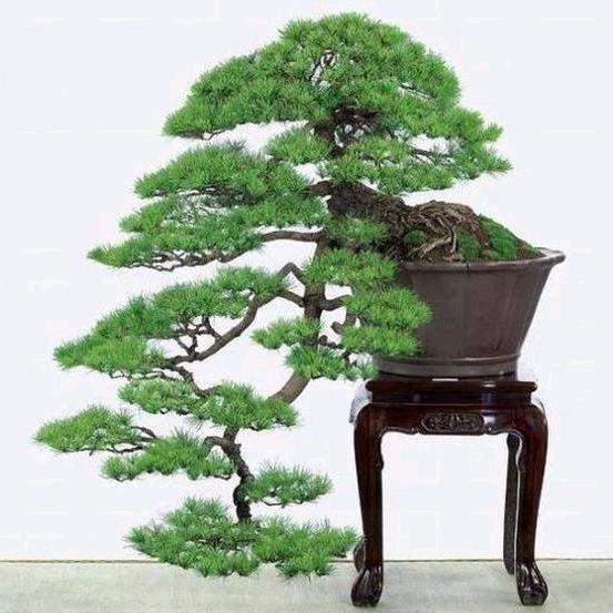 晨露，鸡鸭中介