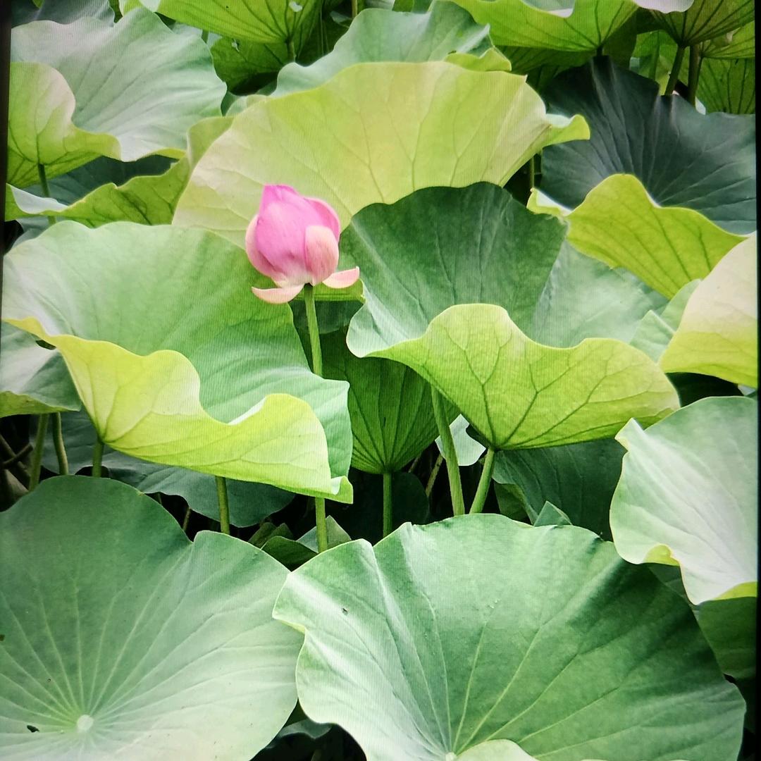 人生苦短，退一步海阔天空