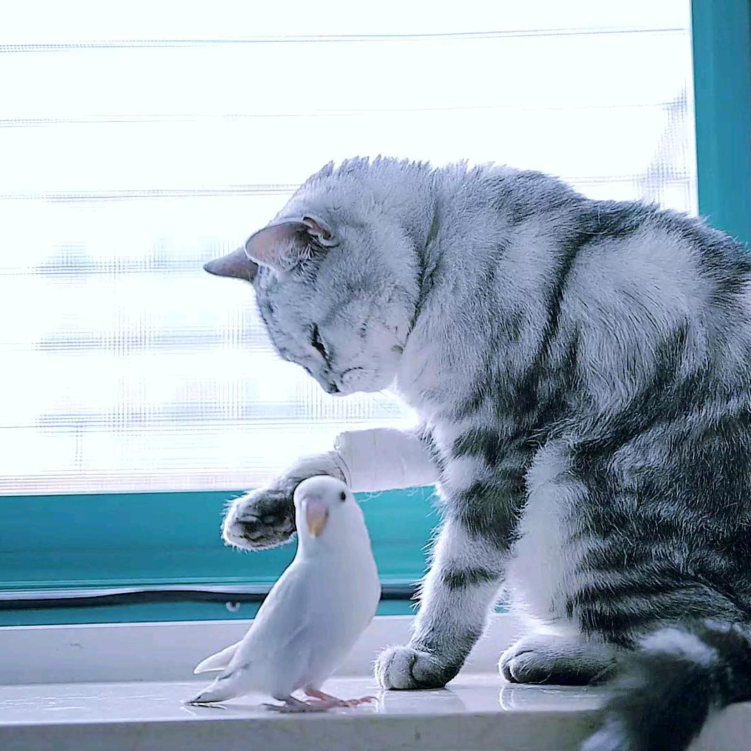 鹦鹉与猫