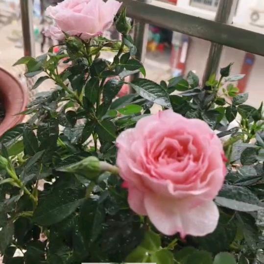 🌻🌹🌴阳光莲子🌹🌻