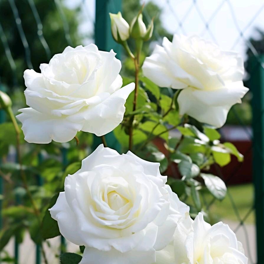 🌹野玫瑰🌹