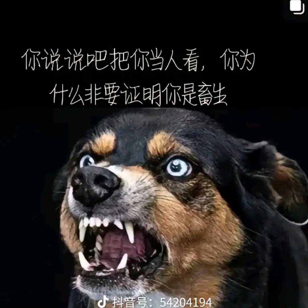 疯狂的黑狗子