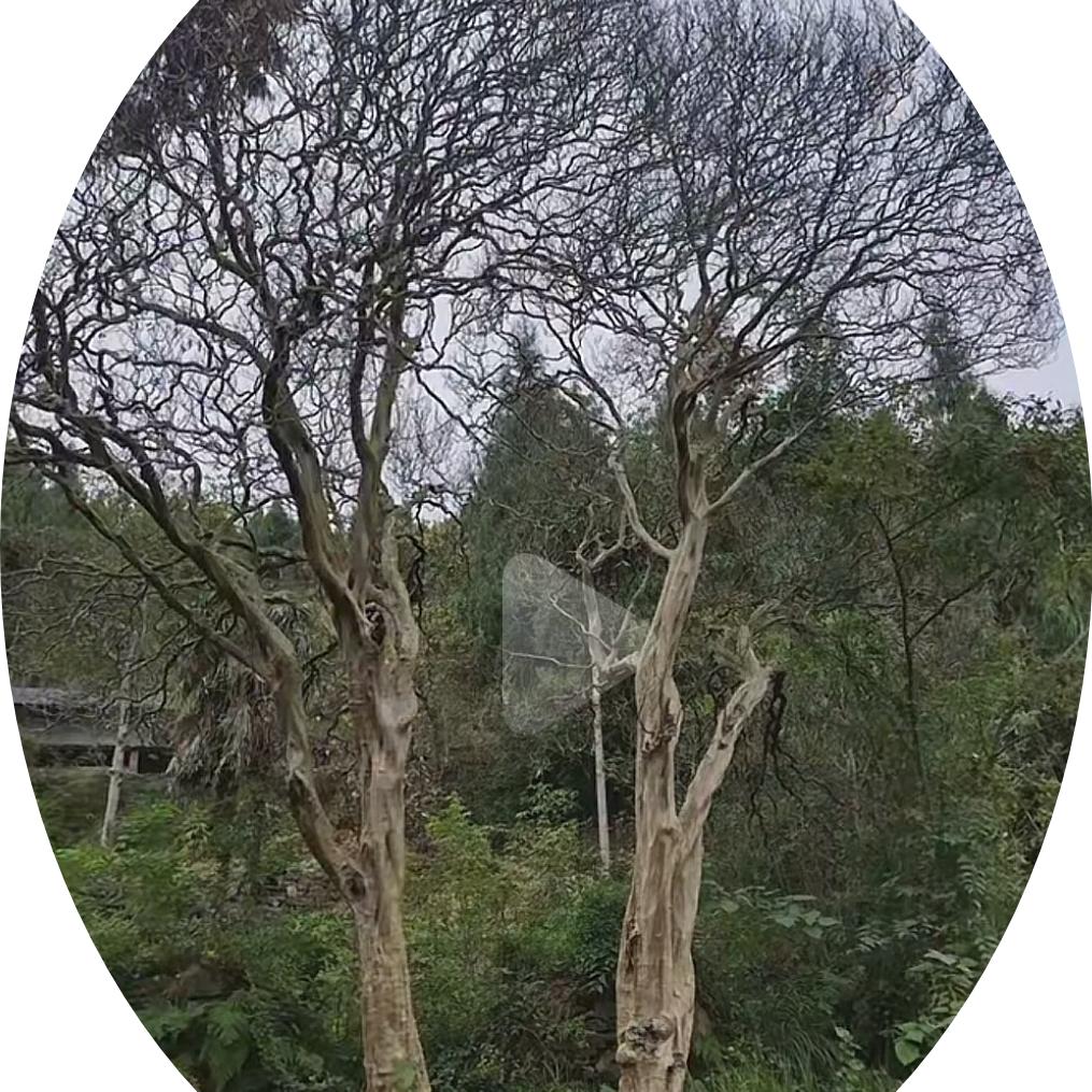 广元久军园林绿化有限公司