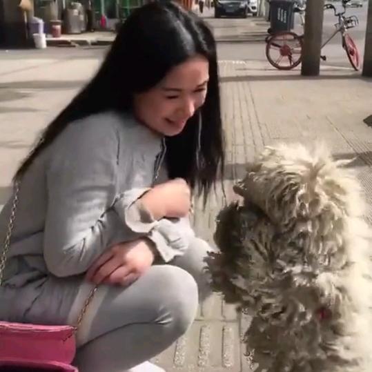 安格家的毛孩子