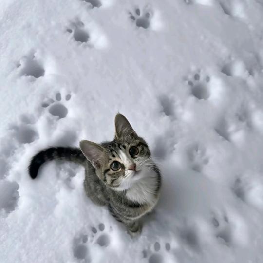 黛鸢