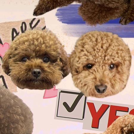 是跳跳和真真呀