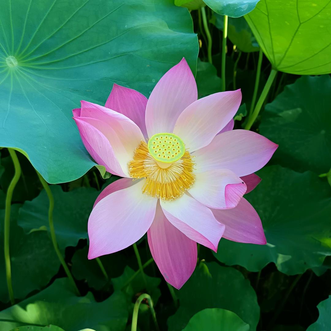 🌍绝境🐰重生🌞