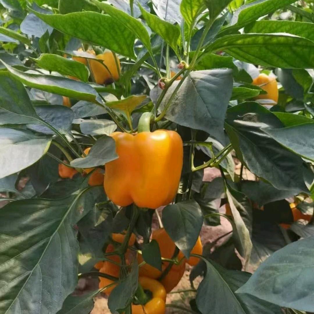 中椒农业基地产销运营联盟-（丁班长）