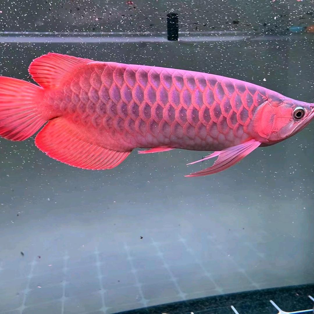庞湃观赏鱼