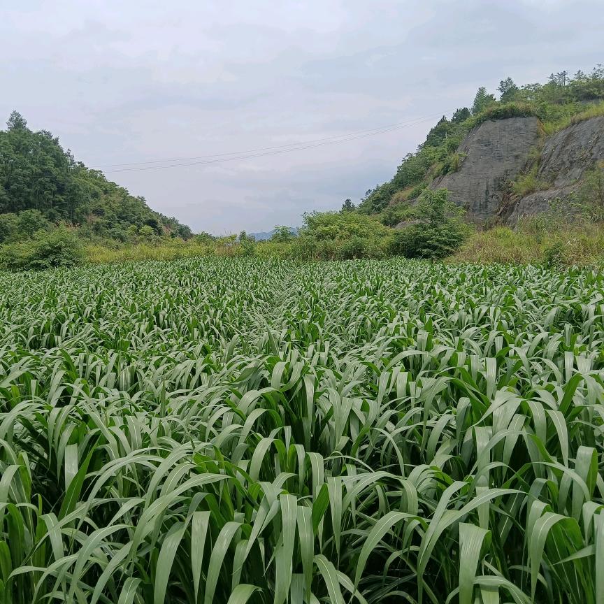 三都绿牧牧草(推广号)